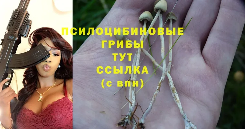 Псилоцибиновые грибы Psilocybe Ермолино